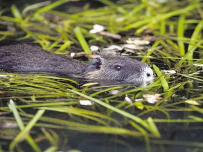 Nutrije v mestu nimajo naravnih sovražnikov.