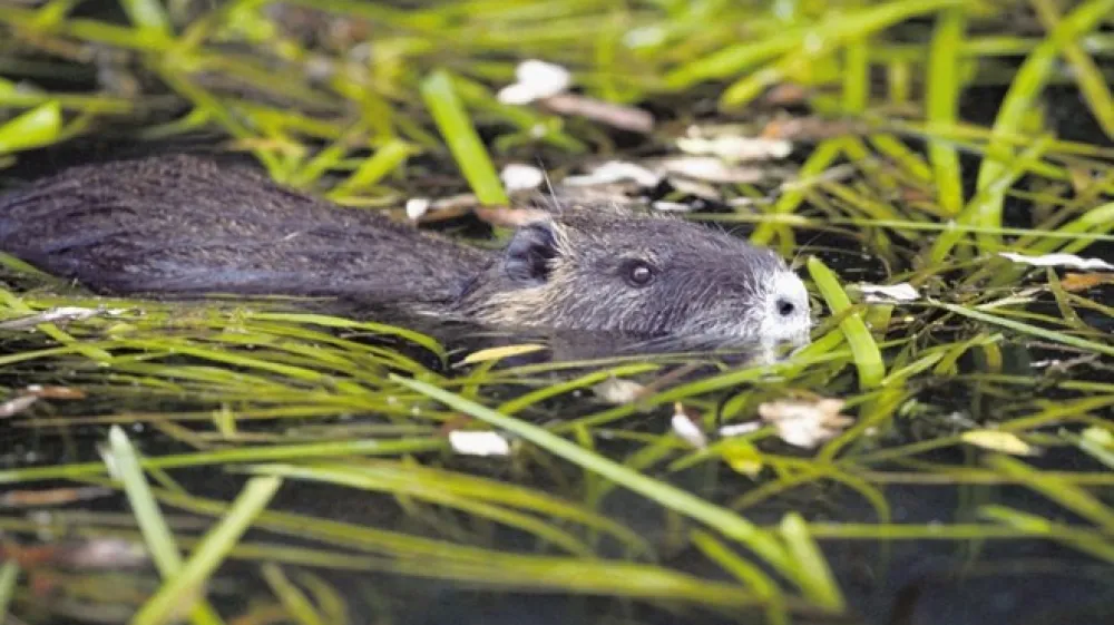 Nutrije v mestu nimajo naravnih sovražnikov.