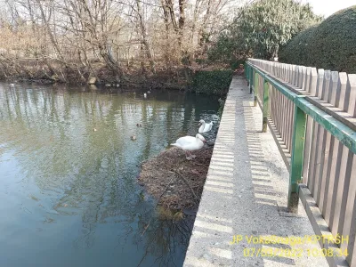 Labodji par na Tivolskem ribniku