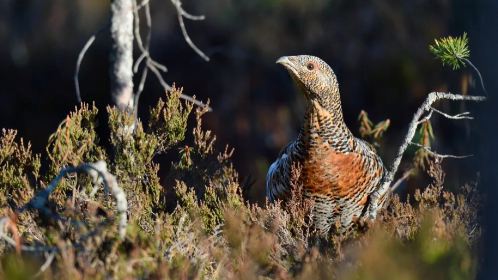 Starej&scaron;i viri kažejo, da je nekoč divji petelin poseljeval večino Slovenije (razen nižinskih delov vzhodne Slovenije in večji del Primorske). Med drugim ni bil prav nič nenavaden prebivalec ljubljanskega Rožnika. V zadnjih 130 letih je bila &scaron;tevilčnost divjega petelina na Slovenskem največja v letih med 1910 in 1930, po letu 1960 pa stalno zmanj&scaron;uje. Divji petelin ima v Sloveniji skrajni rob geografske raz&scaron;irjenosti na območjih jugovzhodnih Alp in severozahodnih Dinaridov. Osrednji del raz&scaron;irjenosti pa predstavljajo države severne Evrope in pribaltske države ter Rusije.