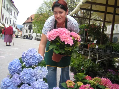 skofja loka cvetlicni sejem roze