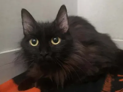 Mačka, Zaveti&scaron;če Gmajnice