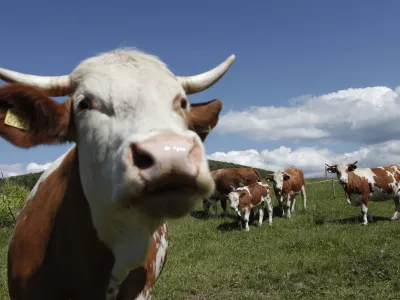  govedoreja - krave - krava -ivinoreja - panik - //FOTO: Luka Cjuha