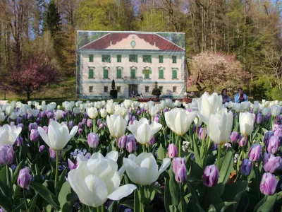 V Arboretum Volčji Potok vabijo narcise in dva milijona cvetočih tulipanov.&nbsp;