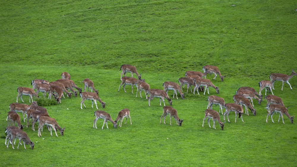- ilustrativna fotografija - divjad - 31.05.2019  Podoknica Nedeljskega na domačiji Lamperček, Vinska Gora v Občini Velenje ///FOTO: Matja Rut