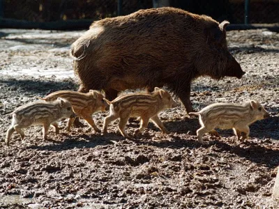 Divja svinja je lahko zelo nevarna, ko ima mladiče.&nbsp;