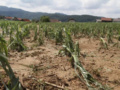 &raquo;Kot bi čez polje peljal velik kombajn,&laquo; je dejal eden od kmetov v okolici &Scaron;entruperta, ki je nemočno opazoval razdejanje, kakr&scaron;nega na Dolenjskem ne pomnijo.