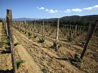 suha zemlja, trta- Vipavska dolina 2012 - su&ouml;a      //FOTO: Jaka Gasar