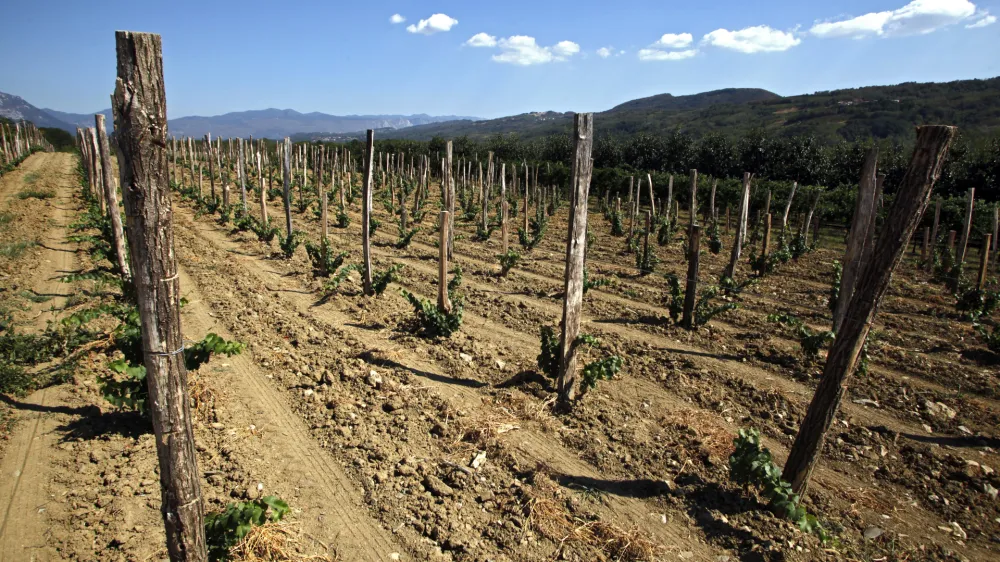 suha zemlja, trta- Vipavska dolina 2012 - su&ouml;a      //FOTO: Jaka Gasar