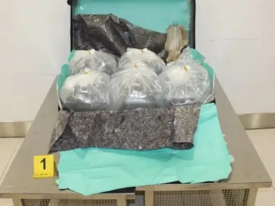 Mladice jegulje spretno zapakirajo v kovčke in jih &scaron;e žive dostavijo v azijske ribogojnice.