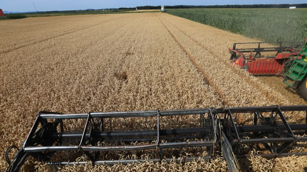 Žetev p&scaron;enice - p&scaron;enicaAndrej Petelin&scaron;ek/Večer