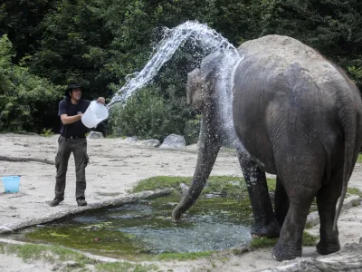 Slonico Gango oskrbnik Matija Ram&scaron;ak vsak dan ohladi z nekaj vedri vode.