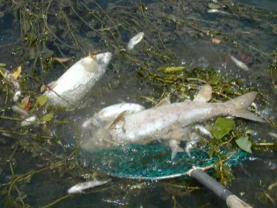 Ribiči RD Barje so iz Grada&scaron;čice potegnili več poginulih rib. (slika je simbolična) Q