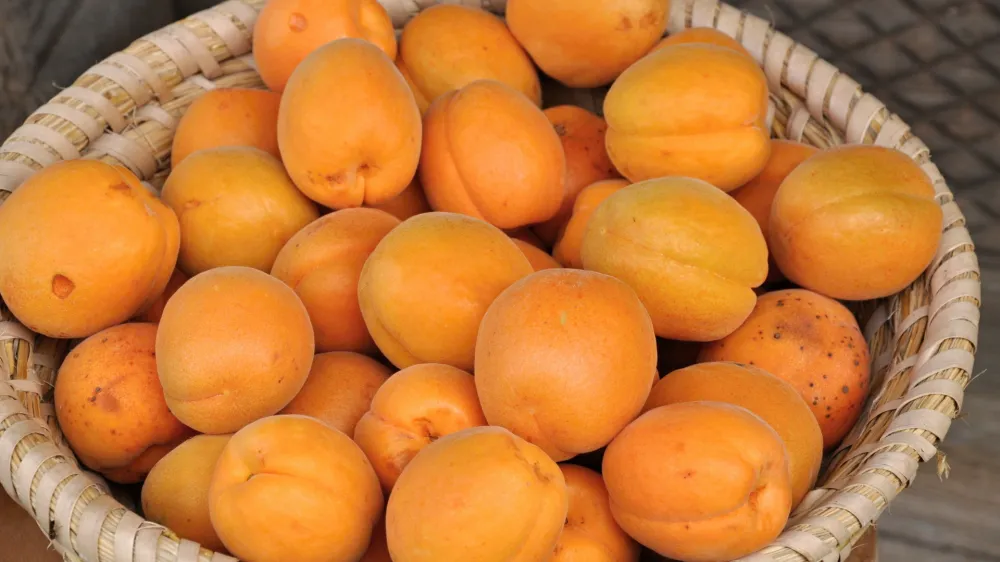 Kmetija Baznik, Pečice v občini Brežice.
Predstavitev avtohtone sorte pi&scaron;e&scaron;kih marelic in možnosti njenega ohranjanja.