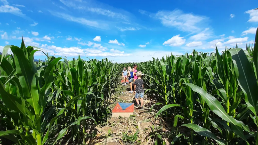 Pred odprtjem kranjskega labirinta so imeli precej težav s su&scaron;o, a je na srečo zadnje deževje koruzo dovolj namočilo in ta zdaj lepo uspeva.