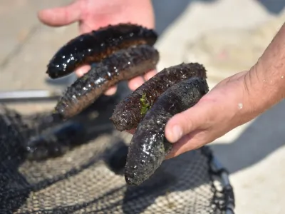 Brez morskih kumar na morskem dnu začenja primanjkovati kisika, poleg tega preprečujejo pretirano razra&scaron;čanje bakterij.&nbsp;
