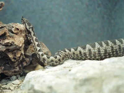 Poleg modrasa (na sliki) sta pri nas strupena &scaron;e navadni in la&scaron;ki gad. 