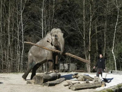 03.03.2022 - ivalski vrt ZOO Ljubljana - Živalski vrt, slovnica Ganga<br><br> <br><br>//FOTO: Luka Cjuha.