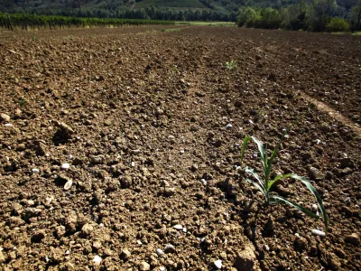 suha zemlja- Vipavska dolina 2012 - su&ouml;a      //FOTO: Jaka Gasar