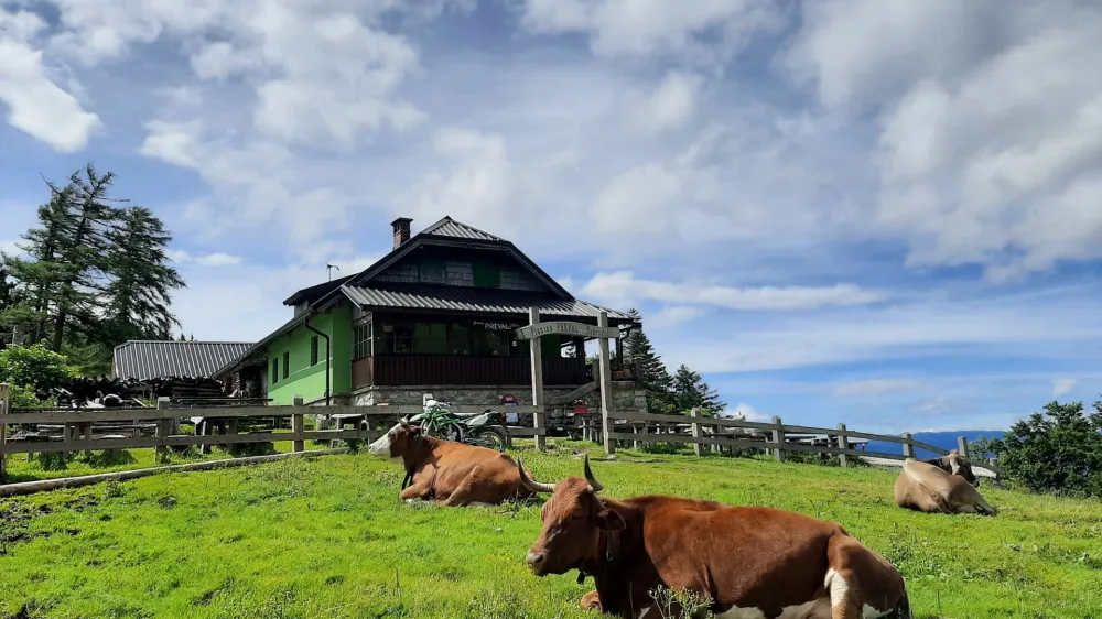 Okras priljubljene izletni&scaron;ke točke na južnem pobočju Begunj&scaron;čice je govedo na pa&scaron;i.&nbsp;