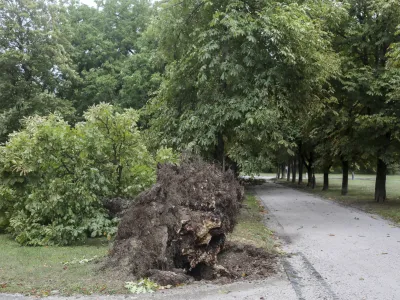 - 18.08.2022 &ndash; neurje v Ljubljani - podrta drevesa - Tivoli //FOTO: Jaka Gasar