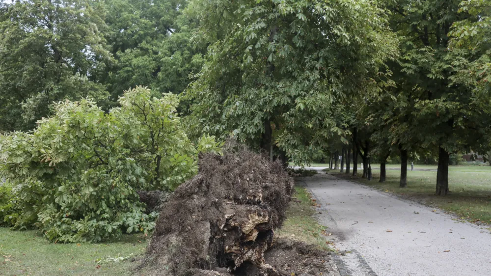 - 18.08.2022 &ndash; neurje v Ljubljani - podrta drevesa - Tivoli //FOTO: Jaka Gasar