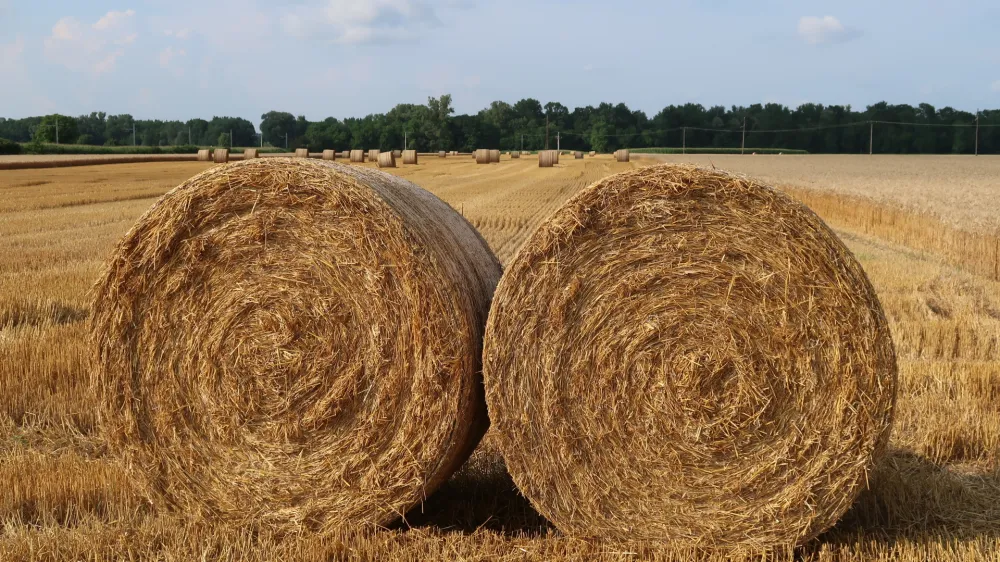 polje, p&scaron;enica, žetev. Foto: Tatjana Pihlar 