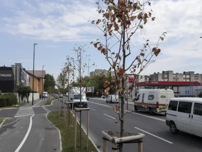- 07.07.2022 &ndash; Trža&scaron;ka cesta v Ljubljani &ndash; drevored - posu&scaron;ena drevesa - //FOTO: Jaka Gasar