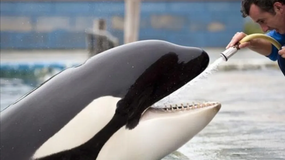 Orka Lolita je pred množico turistov nastopala 48 let in izvajala trike, kot so skoki, vrtljaji in dvigovanje trenerja v zrak. Foto: instagram/#freelolita