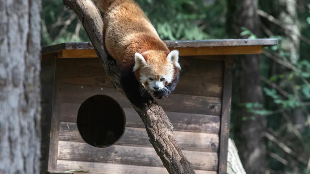 Mačji panda - 14.09.2022 &ndash; Živalski vrt ZOO Ljubljana - prvi mladič mačjega pande, ki se je skotil v ZOO Ljubljana. //FOTO: Luka Cjuha