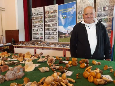 Predsednik Gobarskega dru&scaron;tva Gorje Pavel Jakopič gobe nabira že od otro&scaron;tva. Najlep&scaron;a goba zanj je ble&scaron;čava luskarica, najbolj okusna pa karželj oziroma cesarska mu&scaron;nica, ki je pri nas za&scaron;čitena. F Tina Jereb