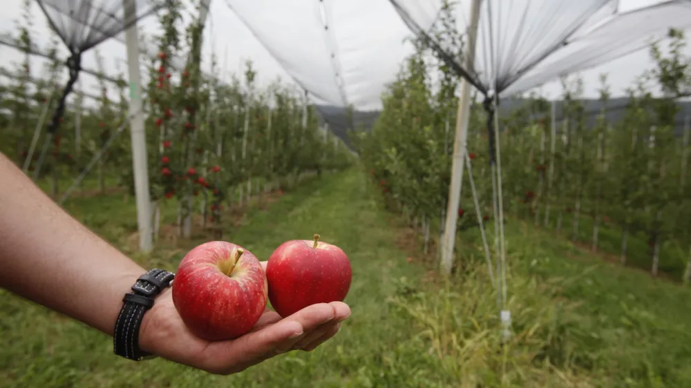 Na kmetijskem ministrstvu zagotavljajo, da s posodobljenim strate&scaron;kim načrtom razvoja kmetijstva za naslednjih pet let dvigujejo okoljske in podnebne ambicije ter podpirajo kmetijstvo, ki bo zagotavljalo varno preskrbo s kakovostno hrano.
&nbsp;