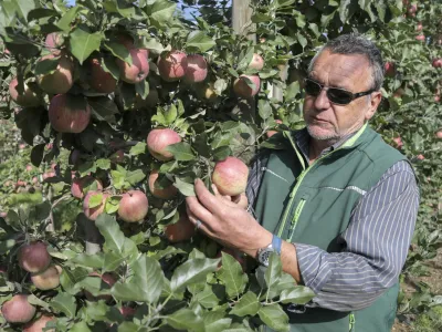 vodja sadovnjaka Roman Mavec- 06.10.2022 - Poskusni sadovnjak Kmetijskega in&scaron;tituta Slovenije na Brdu pri Lukovici, ki je namenjen preizku&scaron;anju novej&scaron;ih sort jablan. - jabolka &ndash; jablane &ndash; sadjarstvo //FOTO: Jaka Gasar