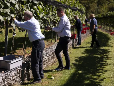 - 19.09.2022 - Plečnikove &Scaron;ance na Ljubljanskem gradu - Grajski vinograd &ndash; 5. trgatev bele sorte belpin (chardonnay) in rdeče sorte rdečegrajc (zweigelt) &ndash; vinska trta -  //FOTO: Nik Erik Neubauer