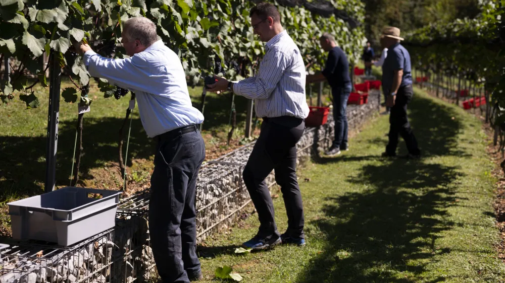- 19.09.2022 - Plečnikove &Scaron;ance na Ljubljanskem gradu - Grajski vinograd &ndash; 5. trgatev bele sorte belpin (chardonnay) in rdeče sorte rdečegrajc (zweigelt) &ndash; vinska trta -  //FOTO: Nik Erik Neubauer