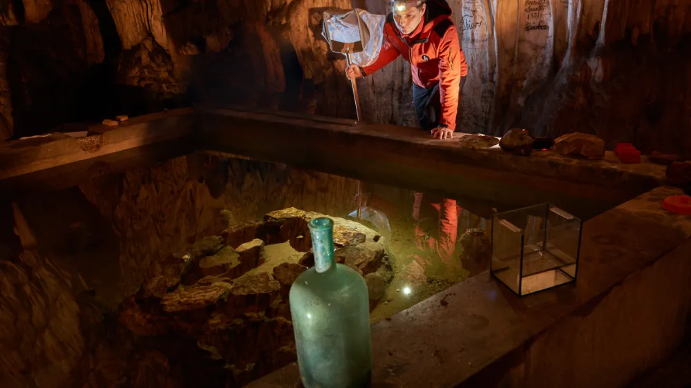 Člove&scaron;ka ribica izlegla jajčece v Postojnski jami, februar 2016<br><br>čudež, člove&scaron;ka ribica, Postojnska jama, Postojna, proteus, biolog Primož Gnezda