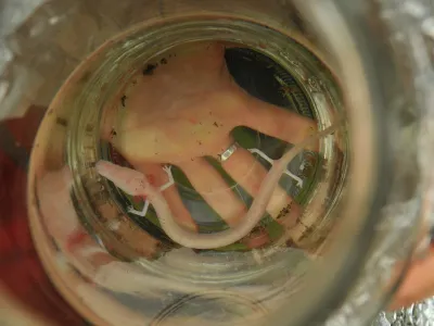 Kompolje, Dobrepolje,<br>v kleti po sanaciji poplav, najden proteus, cloveska ribica,