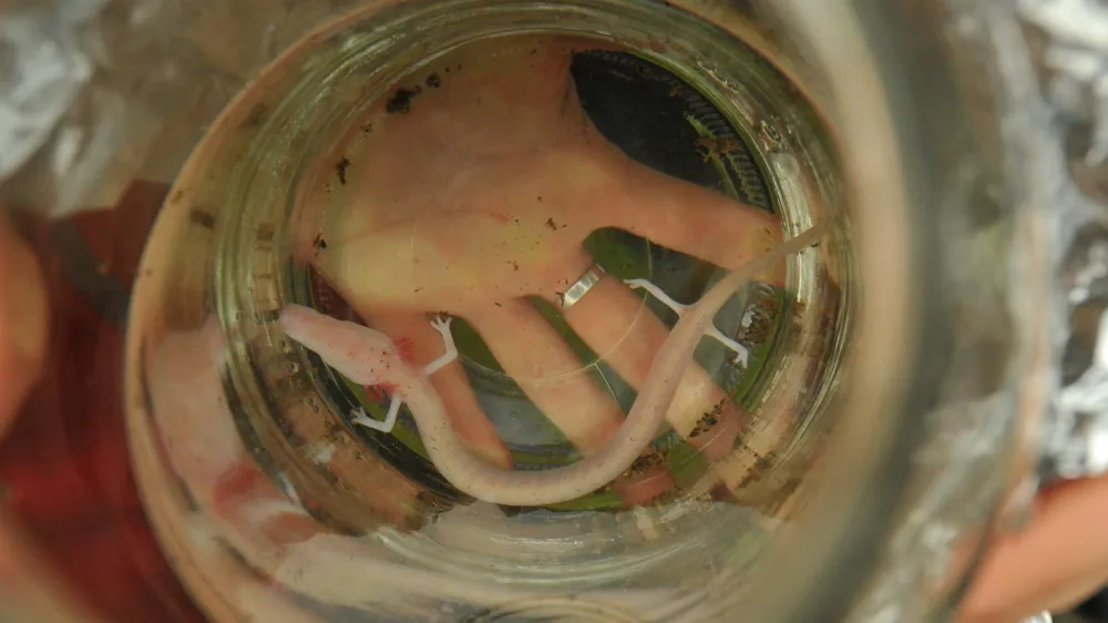 Kompolje, Dobrepolje,<br>v kleti po sanaciji poplav, najden proteus, cloveska ribica,