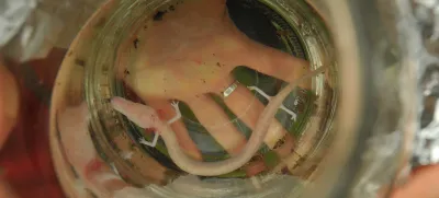 Kompolje, Dobrepolje,<br>v kleti po sanaciji poplav, najden proteus, cloveska ribica,