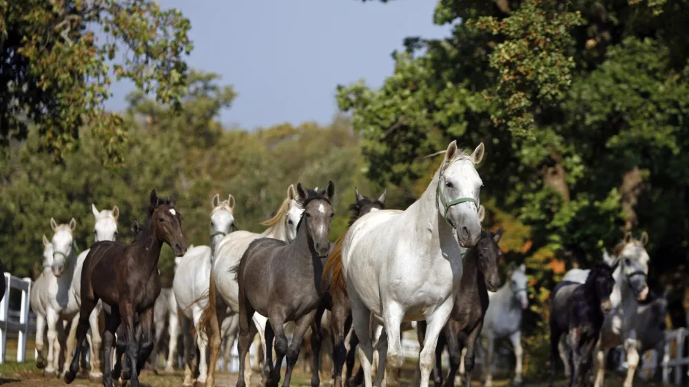 - LIPICA 2012 - kobilarna - vzreja svetovno znanih konjev lipicancev, konj - lipicanec - lipicanci//FOTO: Bojan Velikonja