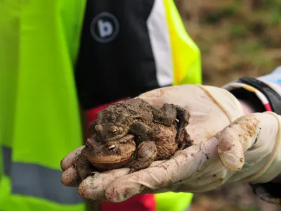 par krastača su&scaron;a