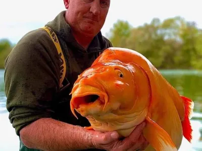 Ponosni ribič z ogromno zlato ribico, ki jo je po fotografiranju z njo tudi vrnil v vodo. F 