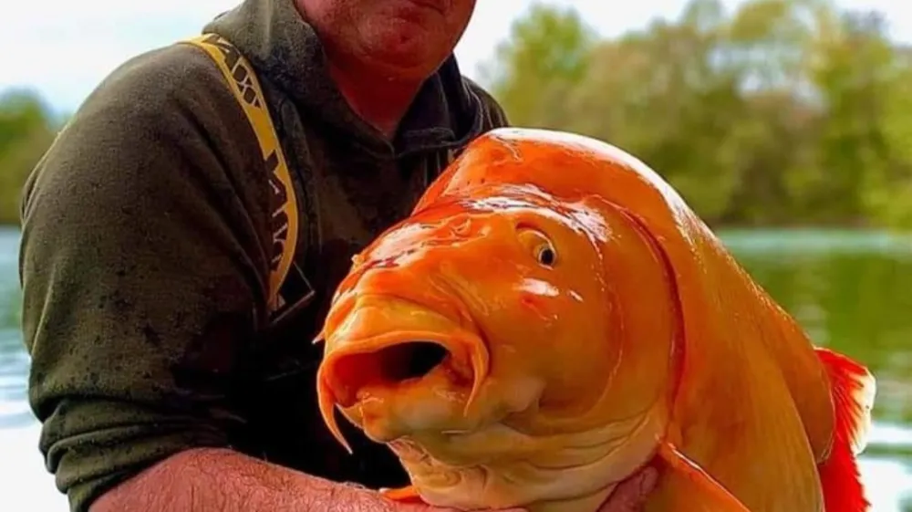 Ponosni ribič z ogromno zlato ribico, ki jo je po fotografiranju z njo tudi vrnil v vodo. F 