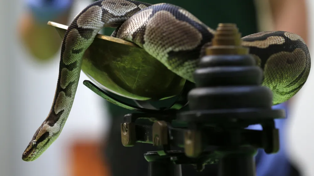 A royal python sits on a scale during the annual weigh-in at London Zoo, London, Wednesday, Aug. 21, 2013, where creators are weighed and measured for their measurements to be recorded into the Zoological Information Management System (ZIMS). The python weighted in at 600g. (AP Photo/Sang Tan)