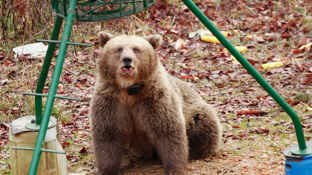 medved, raziskava, odstrel