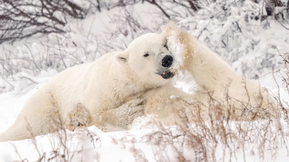FILE PHOTO: Polar bears spar near the Hudson Bay community of Churchill, Manitoba, Canada November 20, 2021.&nbsp;Picture taken November 20, 2021. REUTERS/Carlos Osorio/File Photo