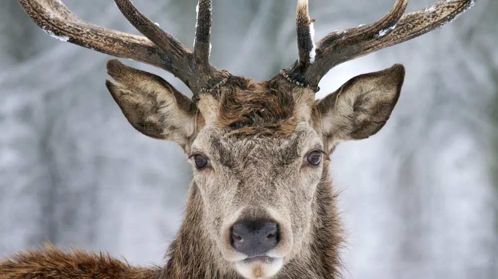 Taken in Richmond Park, London. London experienced icy weather in the past few days and rural areas were covered in snow. Therefore I decided to take some shots about the deers in snow.