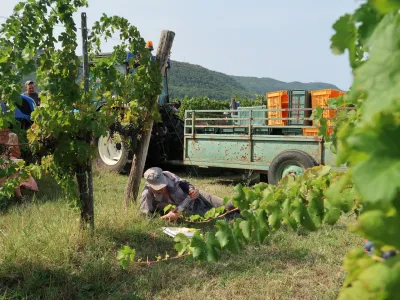 Trgatev 2022, 17. 8. 2022, vinogradi, Vinakoper, trgači, grozdje