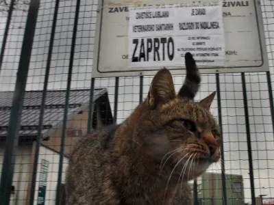- zaprto zaveti&scaron;če za zapu&scaron;čene živali Gmajnice 30, azil za živali namenjen začasni namestitvi zapu&scaron;čenih živali psov in mačk <br><br><br>//FOTO: Bojan Velikonja