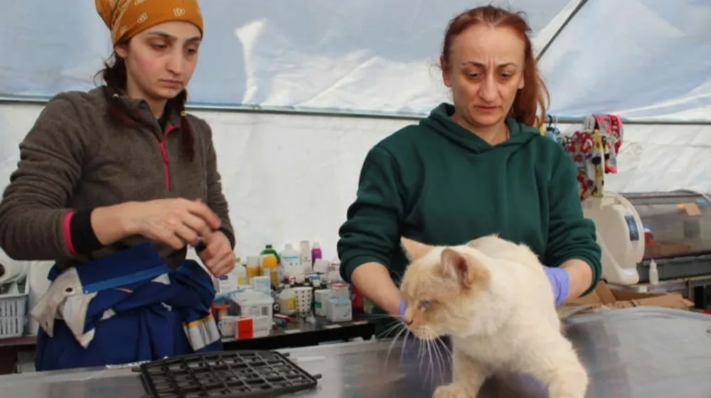 Veterinar Zinnet Patan, desno, in veterinarski tehnik Elif Akhan pregledujeta po&scaron;kodovano mačko v terenski bolni&scaron;nici za živali v Antakiji [Patrick Keddie/Al Jazeera] 